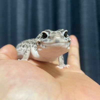 Ysan (@ysan_san) | Twitter