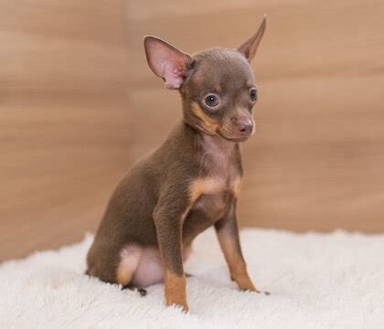 "Russian Toy Terrier" Images – Browse 1,212 Stock Photos, Vectors, and ...