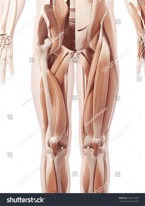 Anatomy Illustration Showing Leg Muscles Stock Illustration 185811938 ...