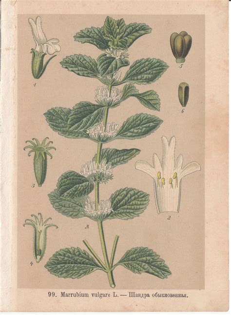 Ботаническая хромолитография "Marrubium vulgare" (Шандра обыкновенная ...