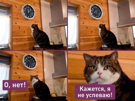 Create meme "memes with cats, meme cat time, MEM time cat clock ...