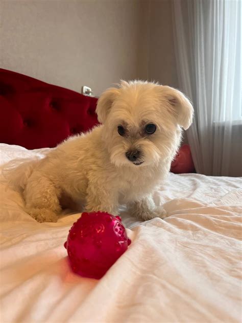 Petsitters| Как выбрать идеальное имя для собаки мальчика ...