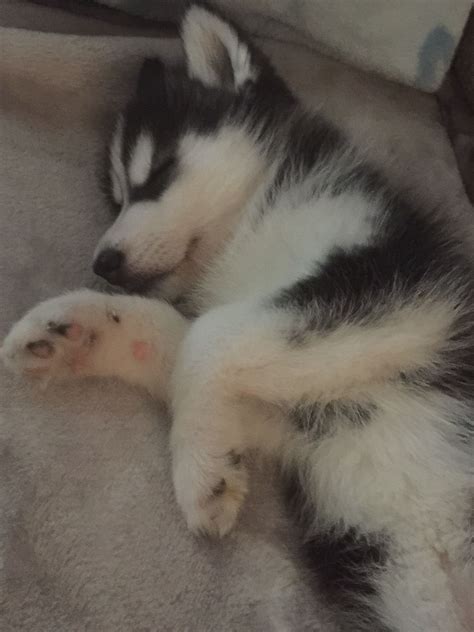 My sleeping angel ️ ️ | Cute husky, Husky puppy, Husky dogs