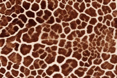 giraffe skin fur texture giraffe fur background fluffy giraffe skin fur