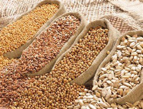 Закуповую олійні, бобові та зернові культури in 2022 | Food, Vegetables ...