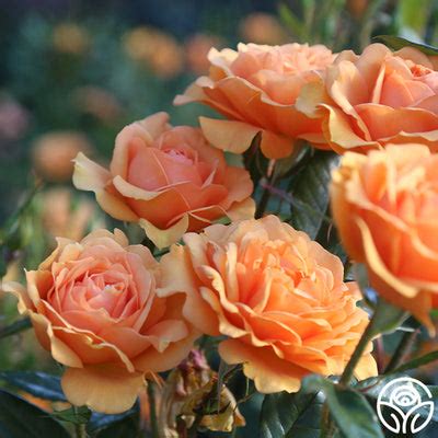 Sunbelt® South Africa® – Heirloom Roses