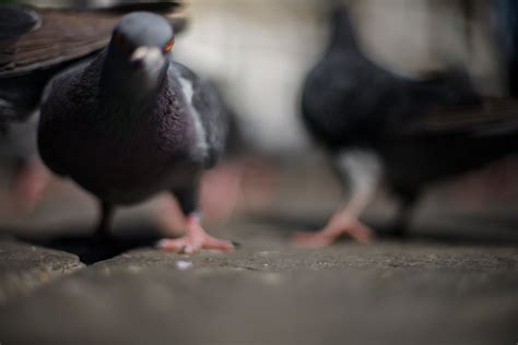 Pájaro_azul | Flickr