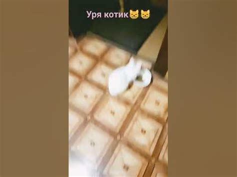 УРА КОТИИИИИИК 😻😻😻😻😻😻 - YouTube