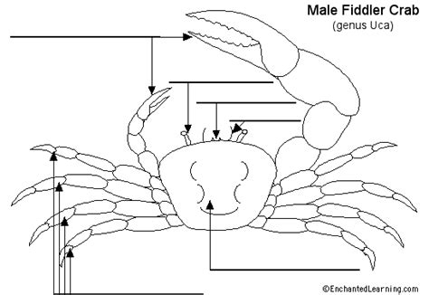 Fiddler Crab Diagram