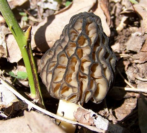 Сморчок высокий (Morchella elata) фото и описание