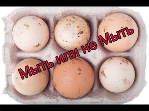 Можно ли мыть яйца перед закладкой в инкубатор. Эксперимент - YouTube