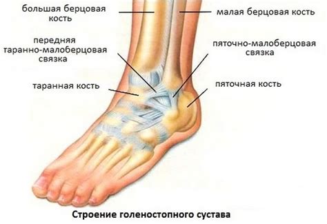 Растяжение связок голеностопа: лечение, симптомы, причины травмы