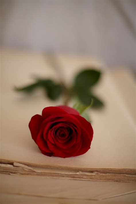 flower that means love 2