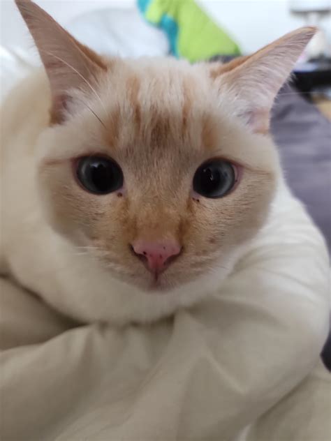 My kitty is coughing and gagging after eating : r/catcare