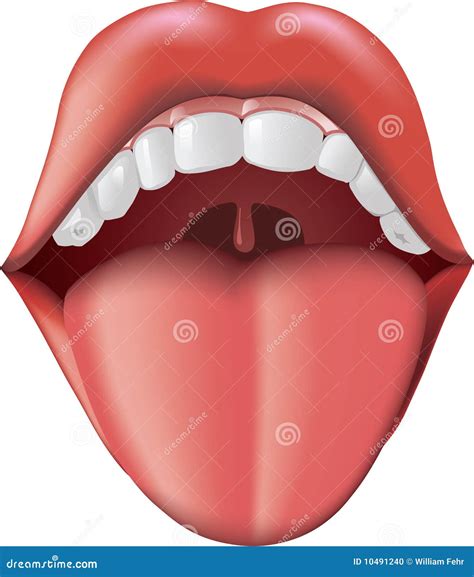 Mouth Open With Tongue Vector Illustration | CartoonDealer.com #10491240