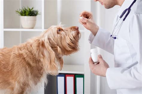 Qual A Dosagem De Gardenal Para Cachorro - Gardenal para cachorro: veterinária fala sobre uso - Blog da Cobasi