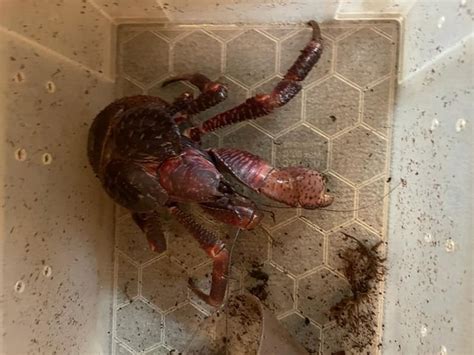 Some pictures of my big coconut crab, before I putted it in his new ...