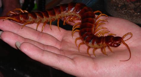 Гигантская сколопендра (Scolopendra gigantea): masterok — LiveJournal