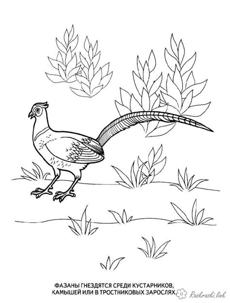 Раскраски для детей, птицы, лесные, фазан | Coloring pages, Bird ...