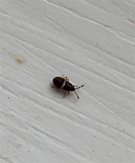 Nymph of a hairy chinch bug - PEST CONTROL CANADA