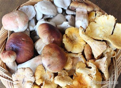 Жареные грибы на зиму – рецепт жарки грибов на зиму | Stuffed mushrooms ...