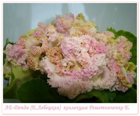 Денди фиалка (76 фото)