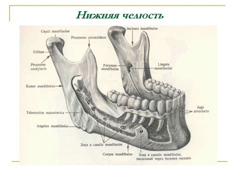 Зубочелюстно-лицевая система – единый анатомо-функциональный комплекс ...