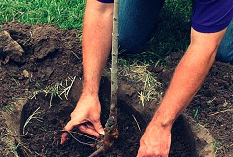 Выращивание вишневых деревьев