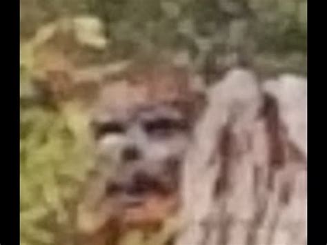 Update On The New Sasquatch Photos And MORE Eyewitness's - YouTube