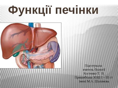 Функції печінки в організмі людини (Біологія 8 клас) | Презентація ...