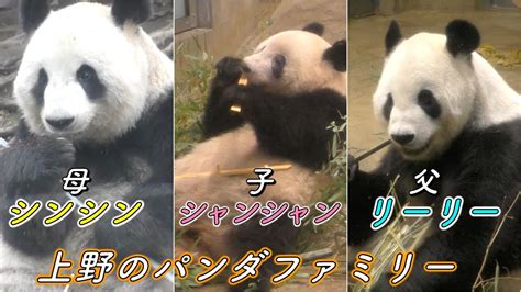 【パンダファミリー】上野動物園の親子パンダたち（子：シャンシャン 母：シンシン 父：リーリー ） - YouTube