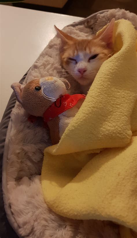 Where to Adopt Pets in Quincy IL: Petfinder Guide to Pet Rescue and Adoption Services