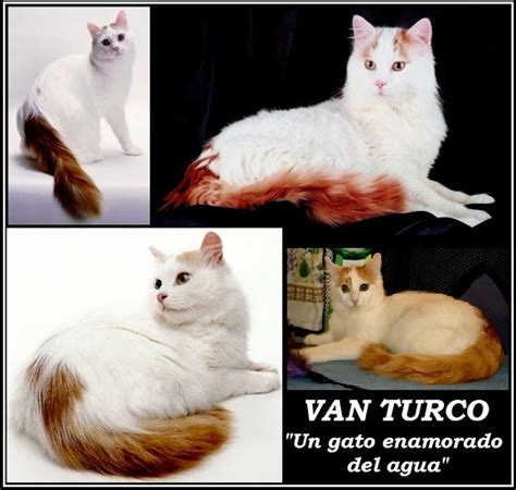 MIAUU... ¡QUE BLOG!: EL 'VAN TURCO'