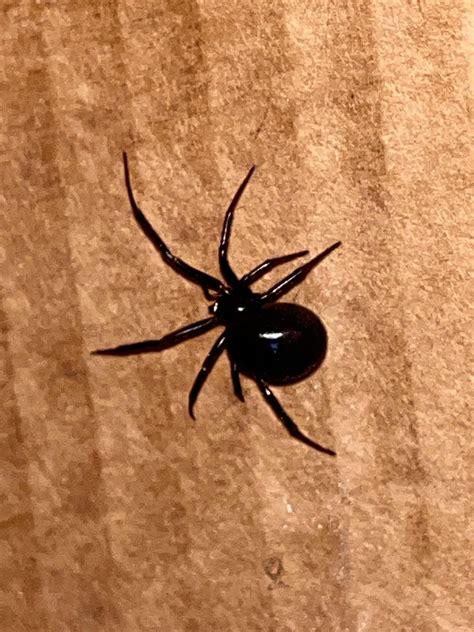 ID on this big butt? Location: NE Tennessee : r/spiders