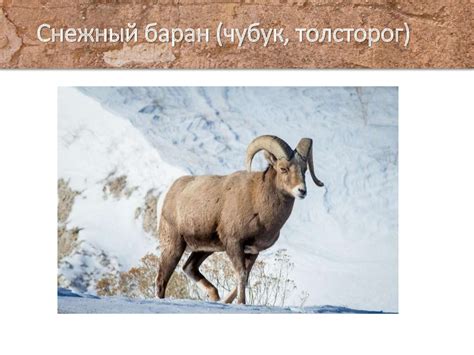 Тундра. Растительность тундры - презентация онлайн