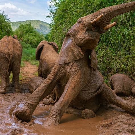 Asian Elephant Tusks