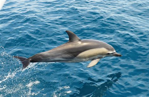 » Delphinus delphis (Short-beaked common dolphin)