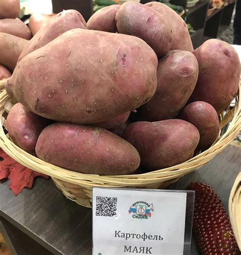 Картофель Маяк купить семена по низкой цене, доставка почтой по всей ...