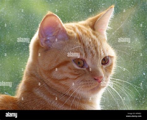 British shorthair ginger kitten Stock Photo - Alamy