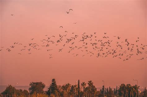 100+ Free Early Bird & Nature Images - Pixabay