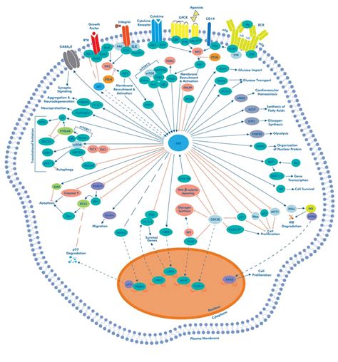 PI3K-AKT Signaling Pathway