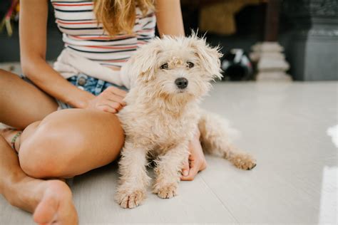 At What Age Does A Maltipoo Stop Growing