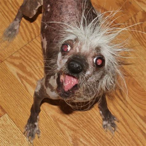 Scooter Wins the 2023 World's Ugliest Dog Contest