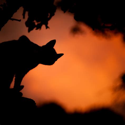 Cat Free Stock Photo - Public Domain Pictures