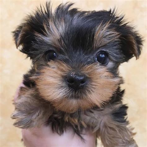 adorable   yorkshire terrier puppies