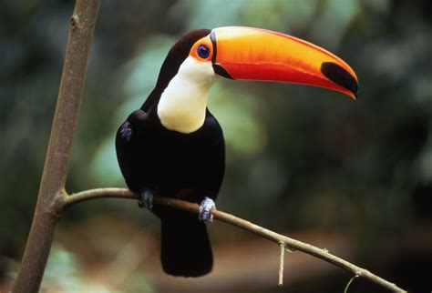 bird beaks  bird beaks evolved  time decoded