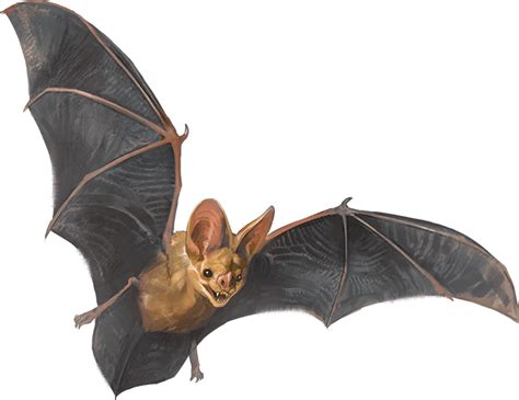 Swarm of Bats - Monsters - D&D Beyond