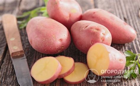 Картофель Краса: описание сорта, фото, отзывы, вкусовые качества