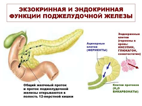 Пищеварение в 12-перстной кишке - презентация онлайн