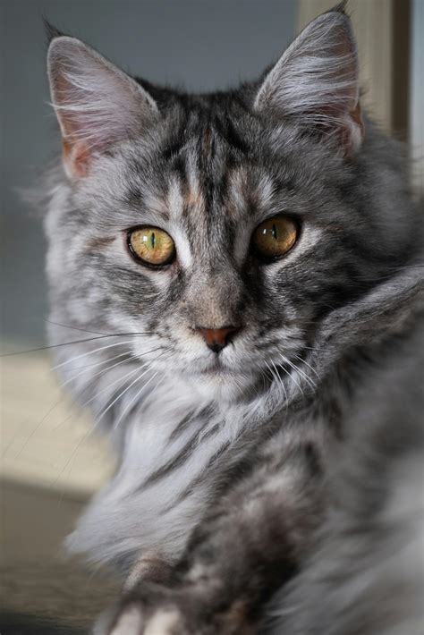 Long+Tongue+Lesbians Photos, Download The BEST Free Long+Tongue